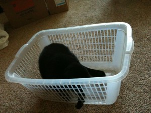 alexisbasket